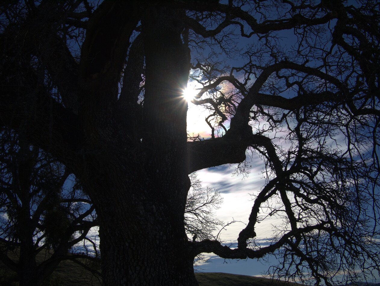 oak tree silhouette, California
