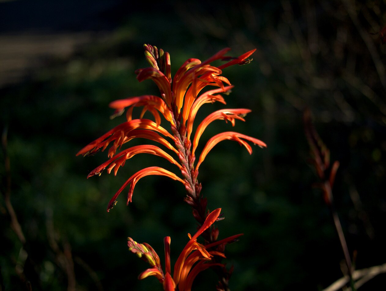 orange blooms, California