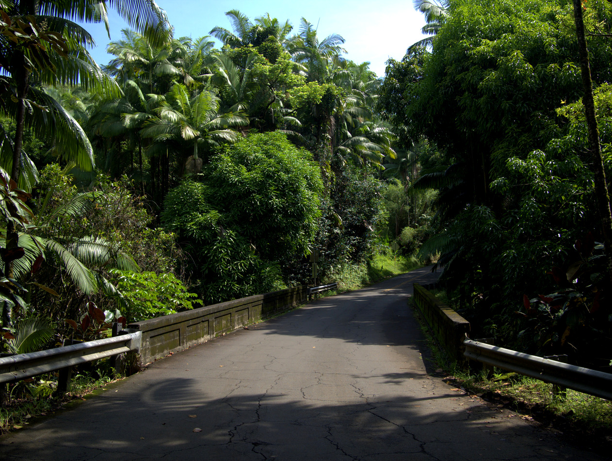 bridge through the jungle, Hawai‘i, Hawai‘i