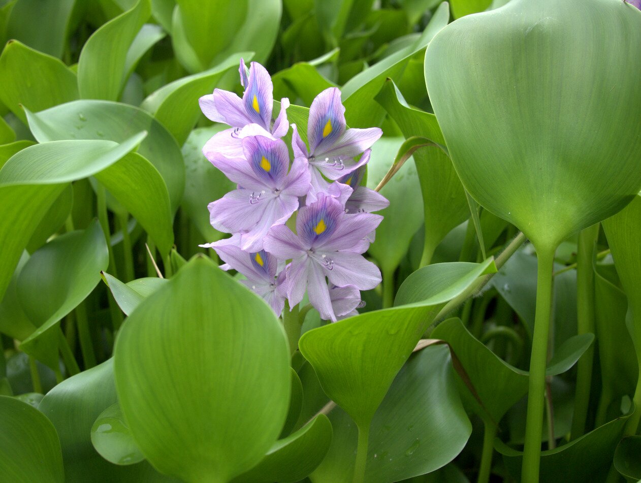 water hyacinth, Hawai‘i, Hawai‘i
