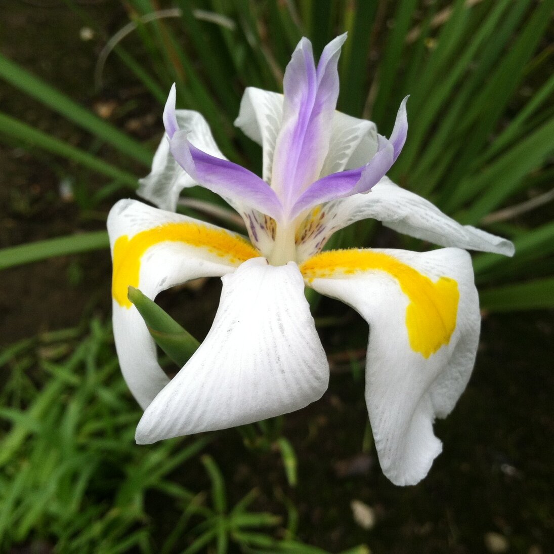 fortnight lily, San José, California