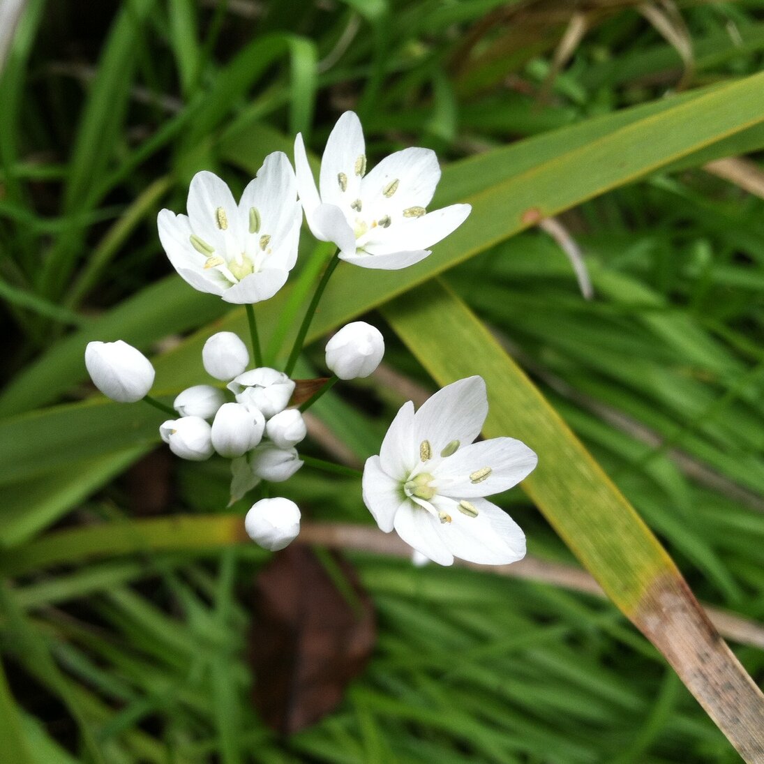 white allium flower, San José, California
