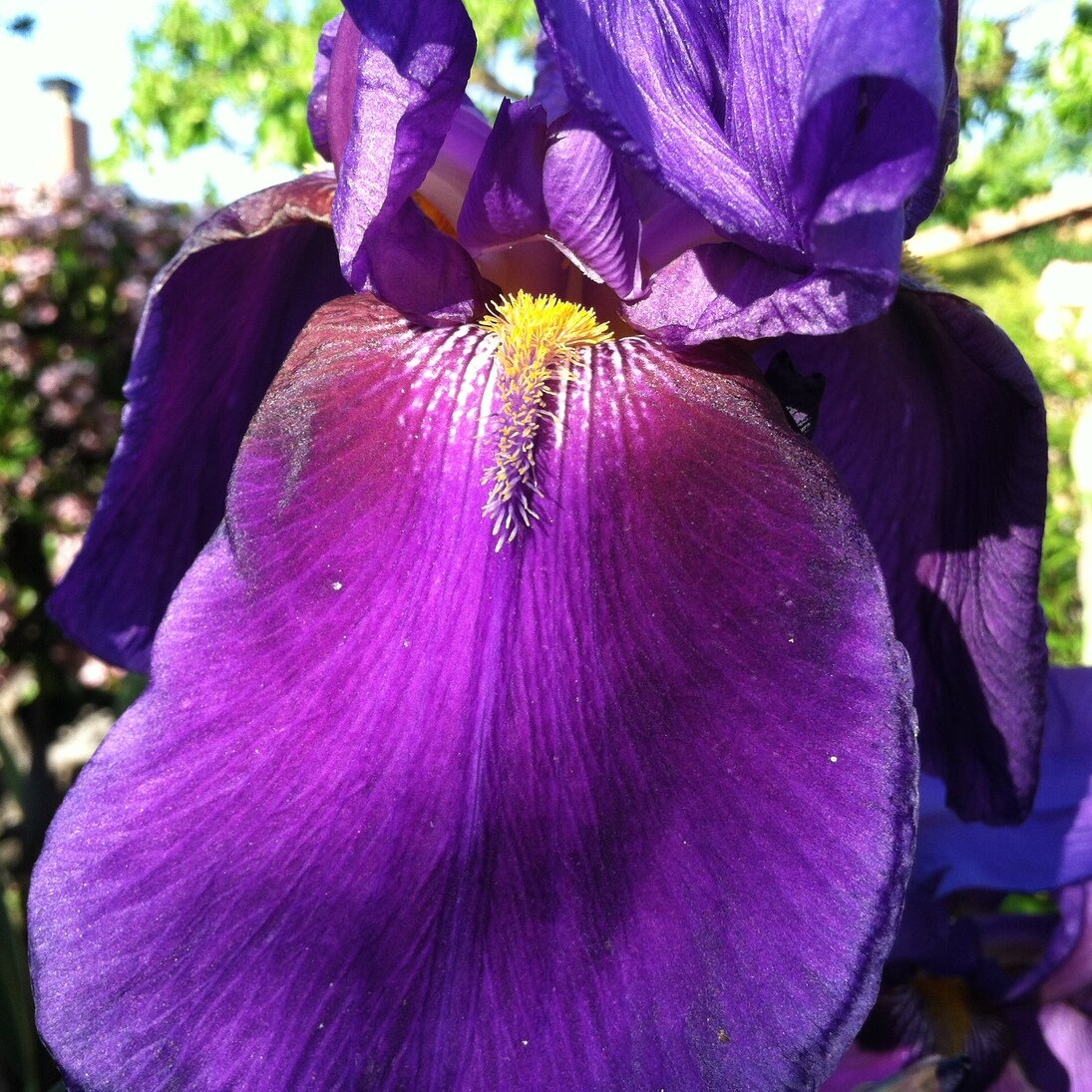 bearded iris, San José, California