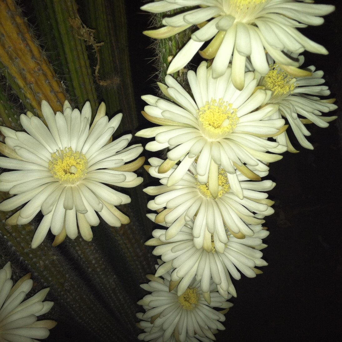 night-blooming cereus, San José, California