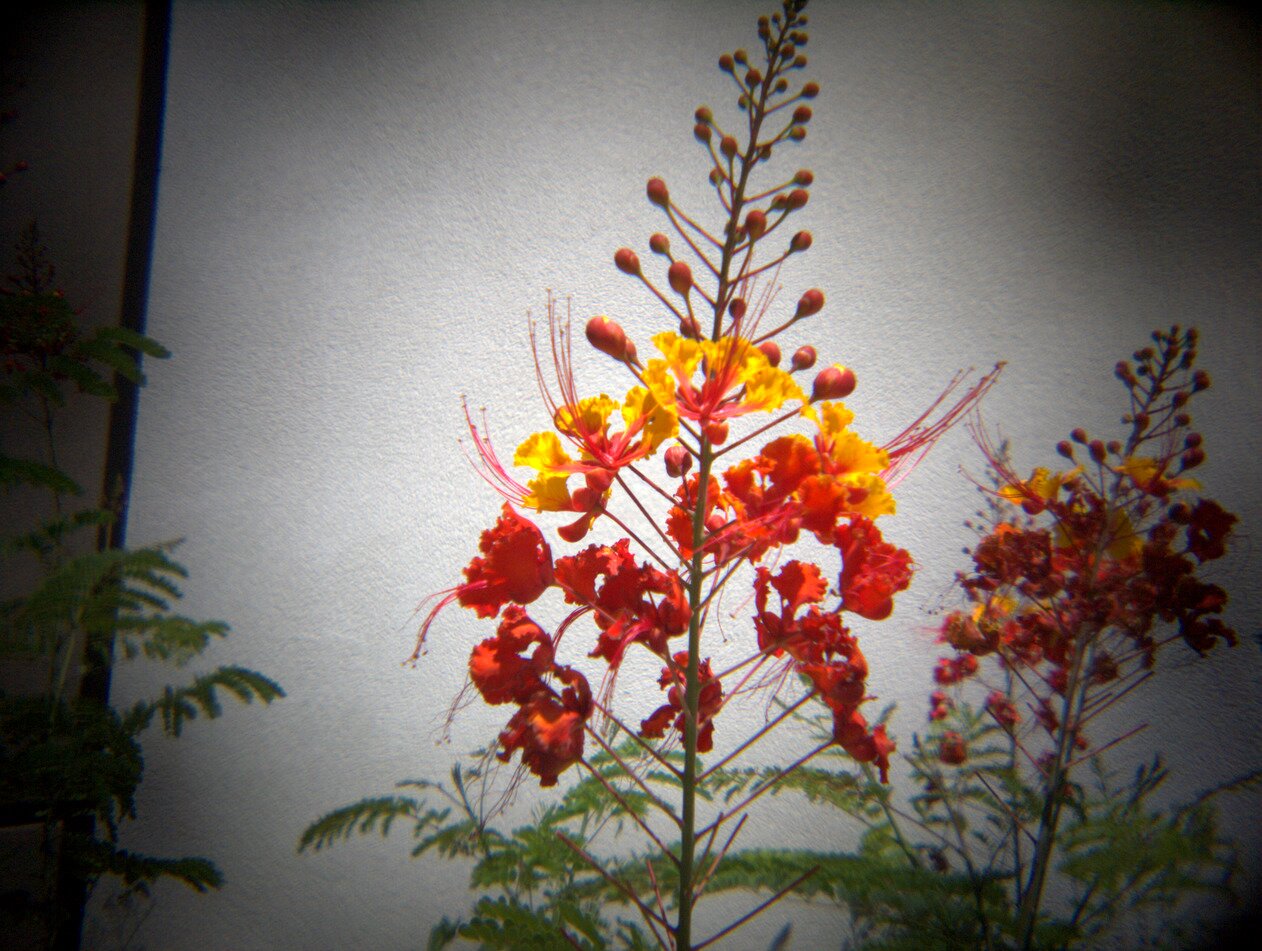 red and yellow blossoms, Las Vegas, Nevada