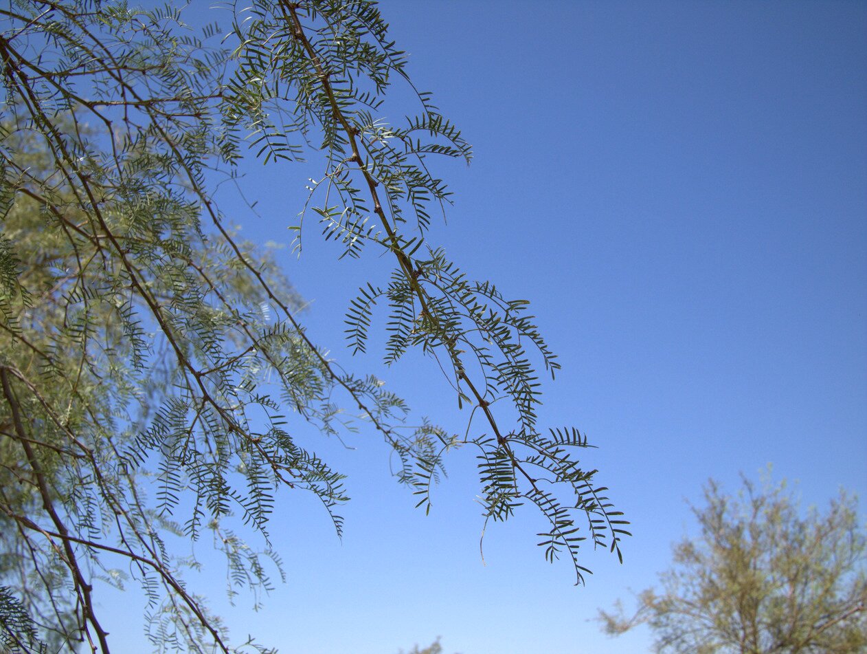 mesquite, Death Valley, California