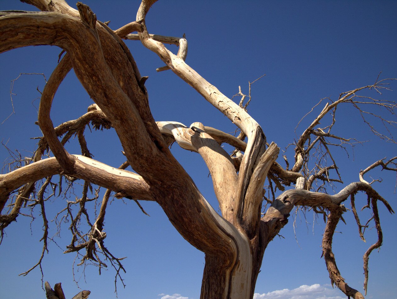 dead tree, Death Valley, California