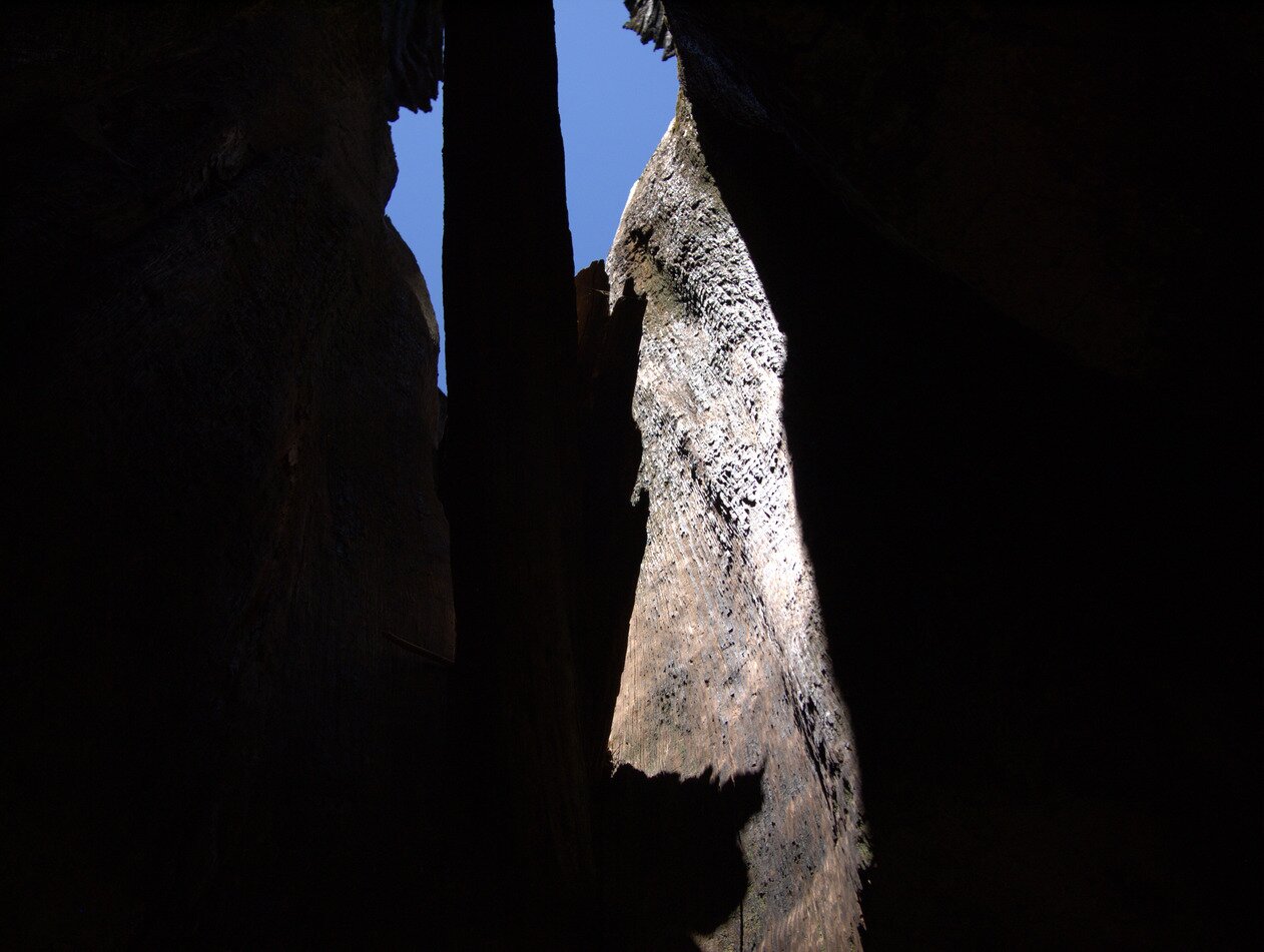 wood and sky, Yosemite, California