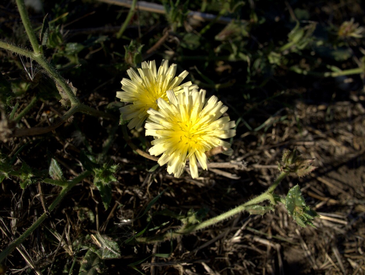 yellow daisy, California