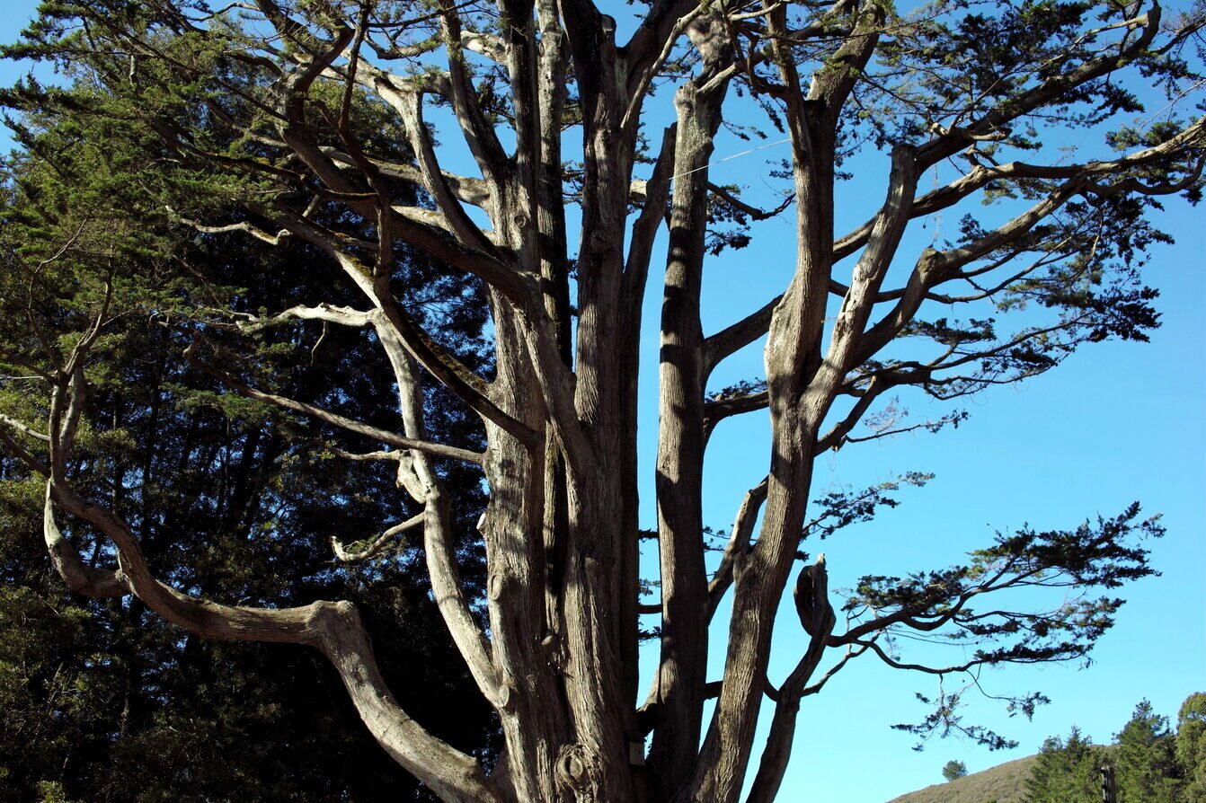 tree trunks, California