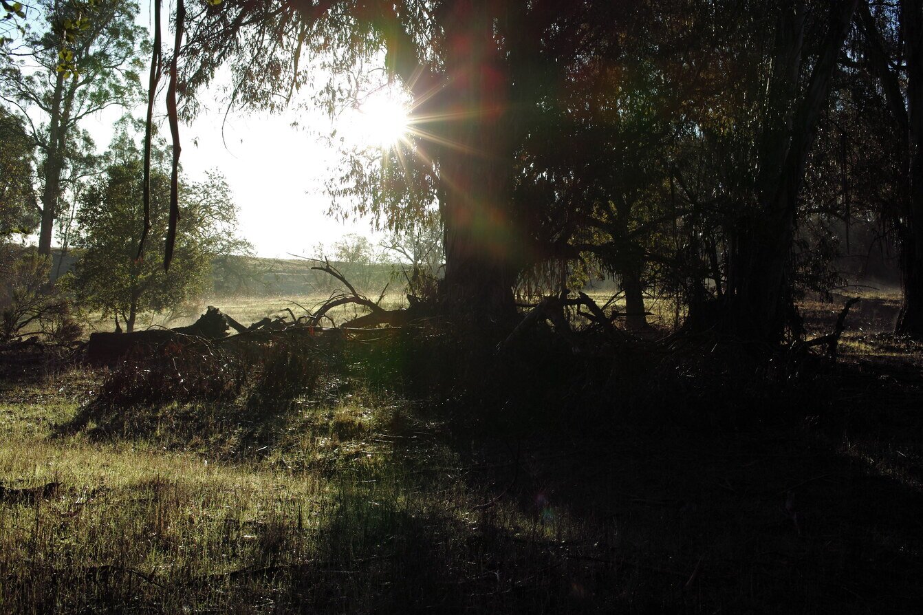 morning sun and eucalyptus, California