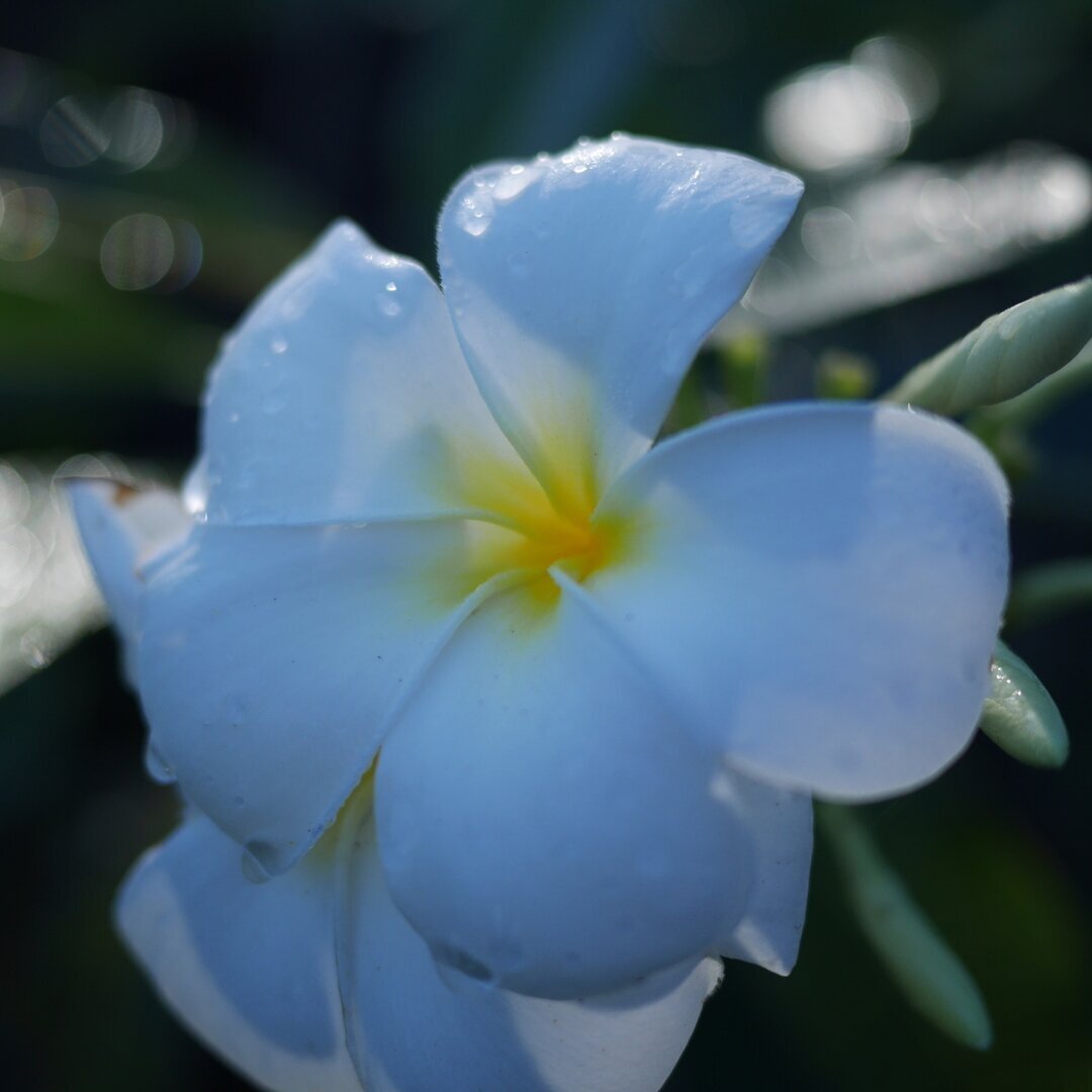 plumeria flower, Fiji