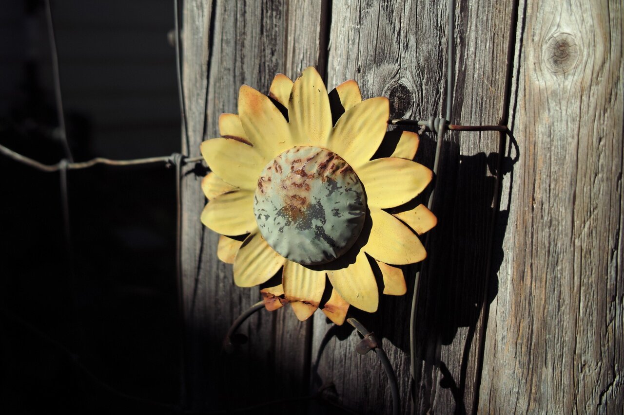 faded tin sunflower, Placerville, California