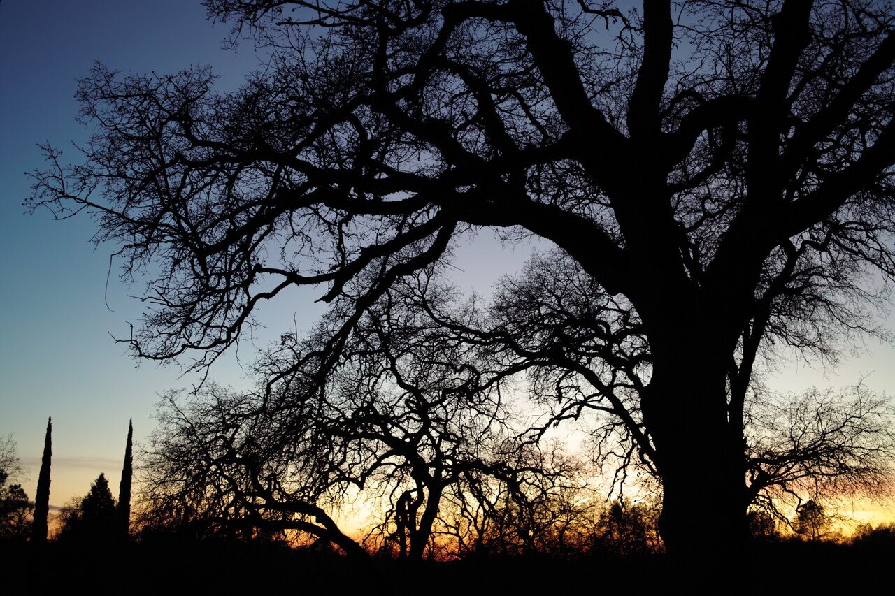 winter sunset through oak tree, Placerville, California