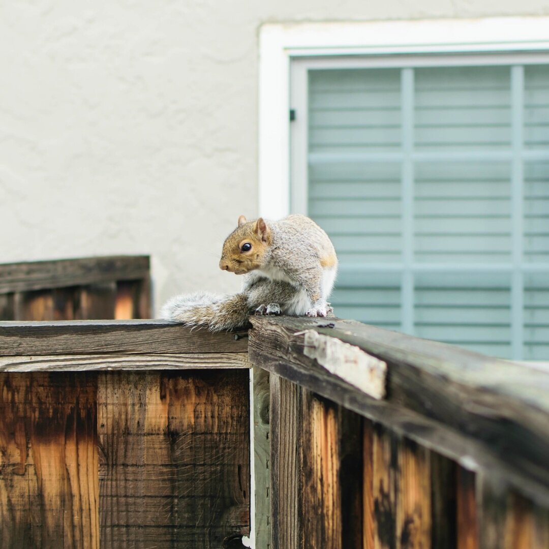 squirrel on fence, San José, California