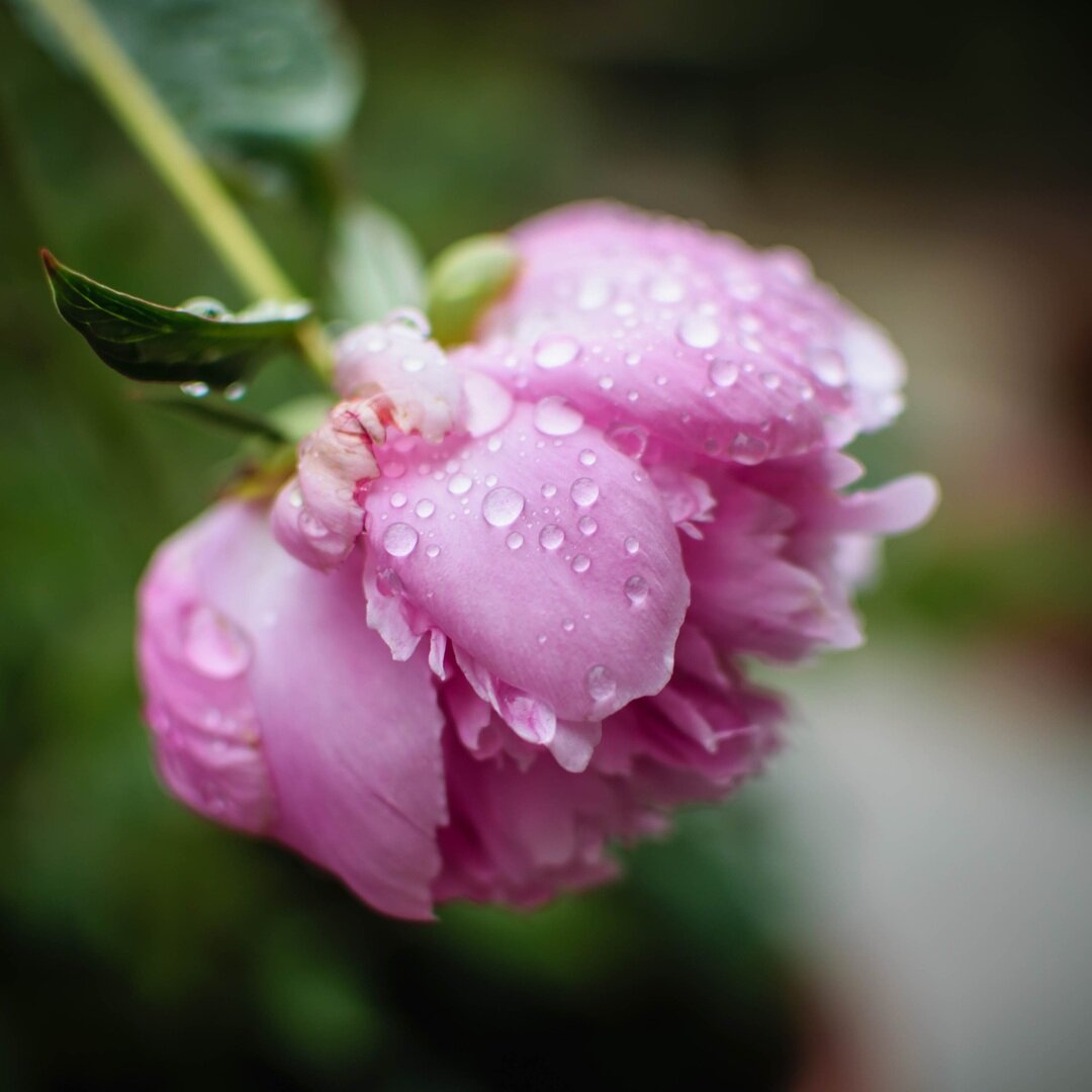 camellia with dew, San José, California